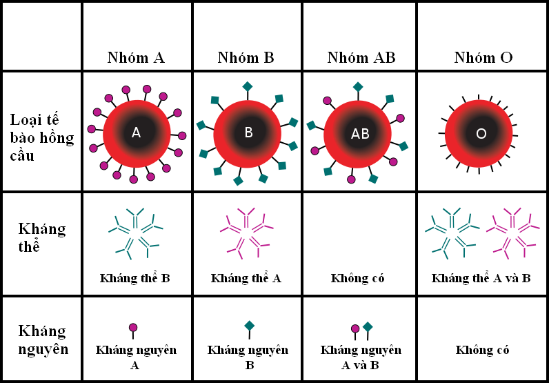 Phân loại nhóm máu ABO