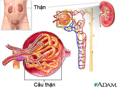 Độ lọc cầu thận ước tính