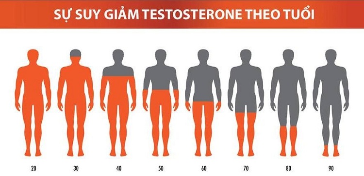 Sự suy giảm Testosterone theo độ tuổi