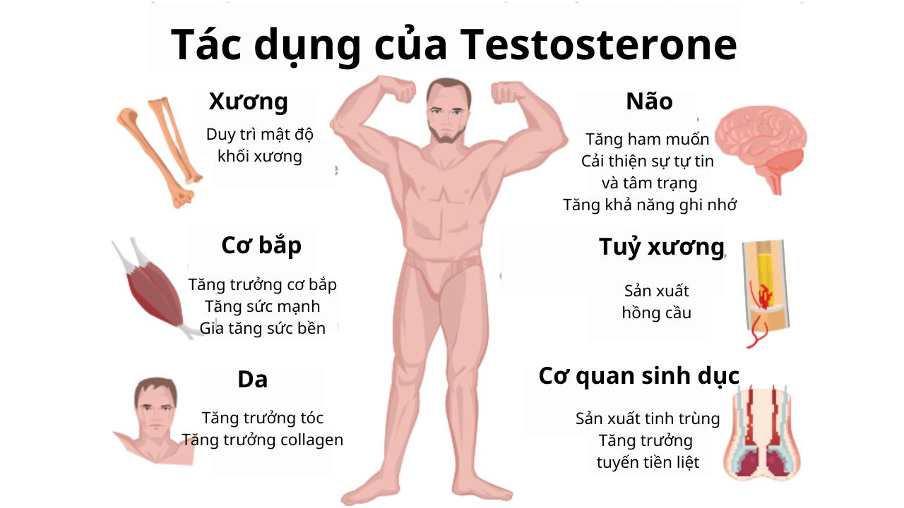 Tác dụng của xét nghiệm Testosterone